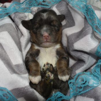 AKC blue tan Merle American cocker spaniel puppies for sale near me.