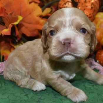 AKC-Bella-buff-white-chin-chest-paws-American-cocker-spaniel-puppy3.1