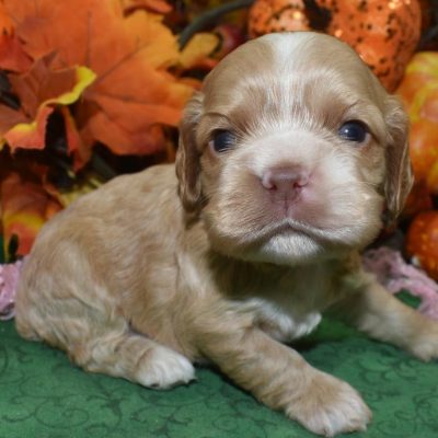 AKC female buff American cocker spaniel puppies for sale.