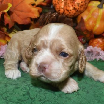 AKC Reputable License American cocker spaniel Breeders near me.