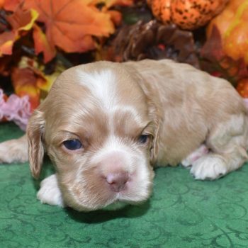AKC female buff American cocker spaniel puppies for sale in Colorado