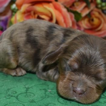 AKC chocolate tan Merle blue eyes American cocker spaniel puppies for sale.