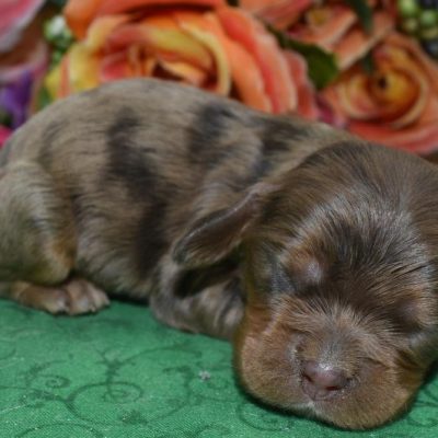 AKC chocolate tan Merle blue eyes American cocker spaniel puppies for sale.