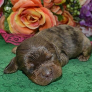 AKC-Bella-chocolate-tan-Merle-American-cocker-spaniel-puppy1.3
