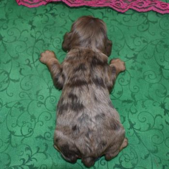 AKC-Bella-chocolate-tan-Merle-American-cocker-spaniel-puppy1.4
