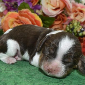 AKC-Bentley-Chocolate-Tan-Parti-American-Cocker-Spaniel-puppy1.2