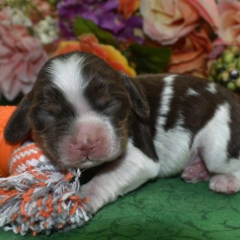 AKC-Bentley-Chocolate-Tan-Parti-American-Cocker-Spaniel-puppy1.3