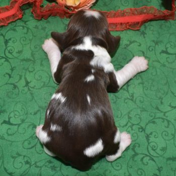 American cocker spaniel puppies for sale near me