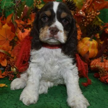 AKC chocolate tan Irish Parti American cocker spaniel puppies for sale in Colorado