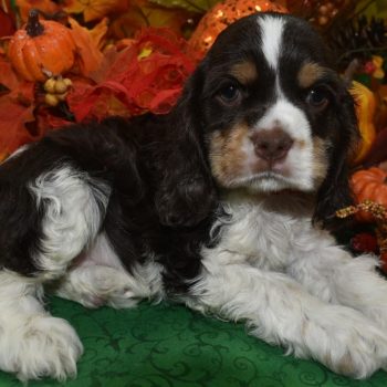 AKC chocolate and tan Parti American cocker spaniel puppies for sale near Denver, Colorado
