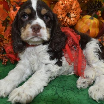 AKC Reputable License American Cocker Spaniel Breeders in Colorado