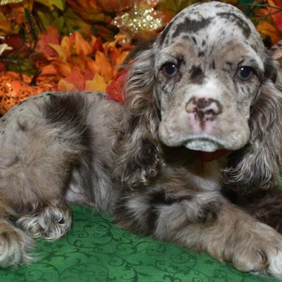 AKC chocolate tan merle American cocker spaniel puppies for sale near me.