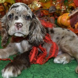AKC-Biscuit-chocolate-tan-merle-American-cocker-spaniel-9.5