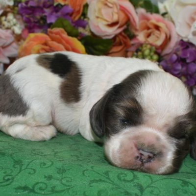 AKC chocolate sable Parti Merle American cocker spaniel puppies for sale near me