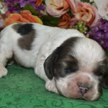AKC-Boone-Chocolate-sable-tan-parti-Merle-American-cocker-spaniel-puppy2.2