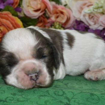 AKC chocolate sable Parti Merle American cocker spaniel puppies for sale.