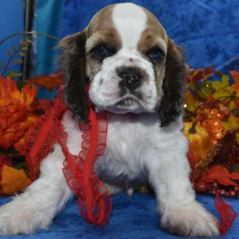 Looking for a sable Parti Merle with blue eyes American cocker spaniel puppies for sale near Colorado Springs, CO