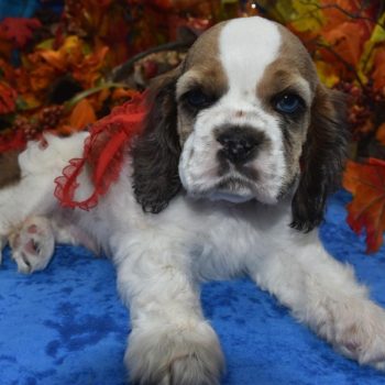 AKC sable Parti Merle blue eyes American cocker spaniel puppies for sale near Denver, Colorado