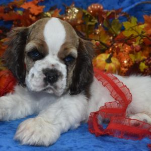 AKC-Boone-sable-Merle-blue-eyes-American-cocker-spaniel-puppy6.4