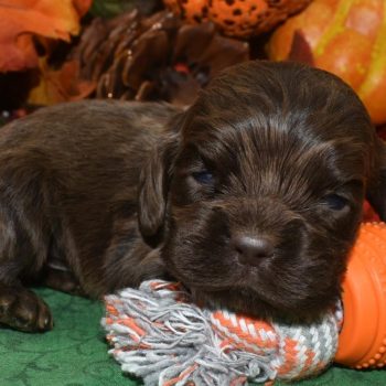 AKC Reputable License Breeders near me.