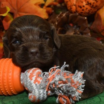 AKC chocolate American cocker spaniel puppies for sale near me.