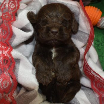 AKC chocolate American cocker spaniel puppies for sale in Colorado