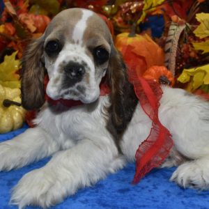 AKC-Bowie-sable-parti-American-cocker-spaniel-puppy7.4