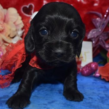 AKC black miniature dachshund American cocker spaniel puppies for sale near me.