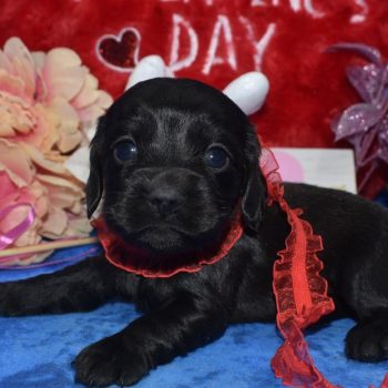AKC black American cocker spaniel miniature dachshund puppies for sale near Pueblo, Colorado