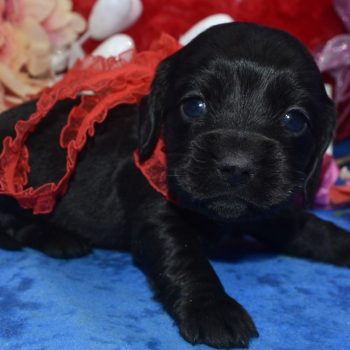 AKC black American cocker spaniel miniature dachshund puppies for sale in Colorado