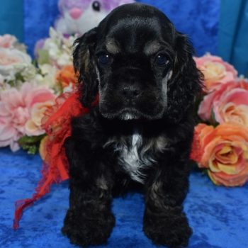 AKC black and tan American cocker spaniel puppies for sale near Denver, Colorado