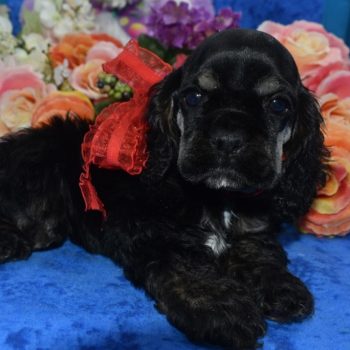 AKC black and tan American cocker spaniel puppies for sale.