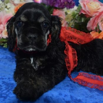 AKC Reputable License American cocker spaniel Breeders near me.