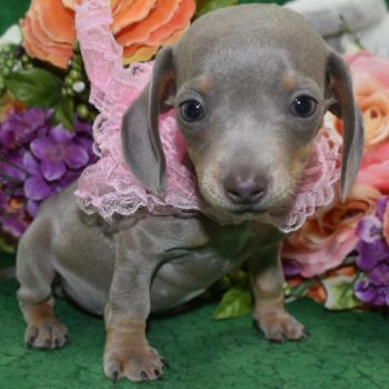 AKC-Carly-Isabelle-tan-smooth-coat-miniature-dachshund-puppy7.1