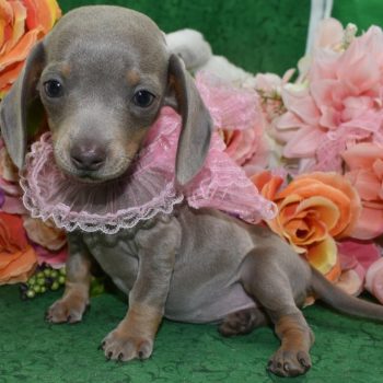 AKC-Carly-Isabelle-tan-smooth-coat-miniature-dachshund-puppy7.2