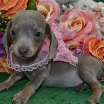 AKC-Carly-Isabelle-tan-smooth-coat-miniature-dachshund-puppy7.4