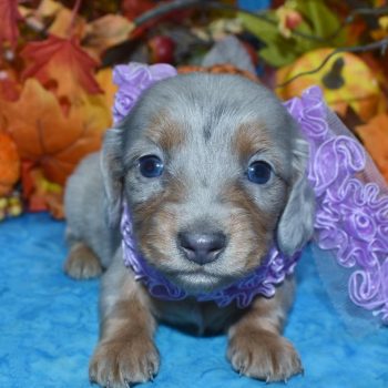 AKC Platinum blue cream dapple blue eyes longhair mini dachshund puppies for sale near me.
