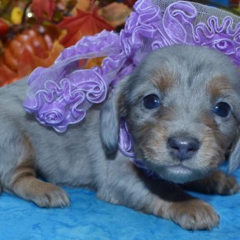 AKC platiumn blue cream dapple blue eyes longhair miniature dachshund puppies for sale.