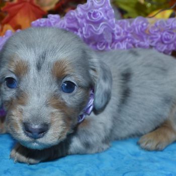 AKC platinum blue cream dapple blue eyes longhair miniature dachshund puppies for sale near me.