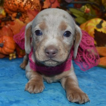 AKC Isabelle tan cream dapple blue eyes smooth coat miniature dachshund puppies for sale near Pueblo, Colorado.