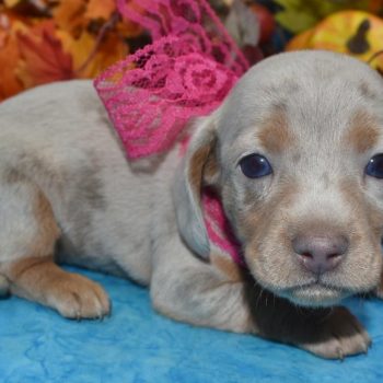AKC-Celine-Isabelle-Tan-Cream-Dapple-blue-eyes-smooth-coat-miniature-dachshund-puppy4.3