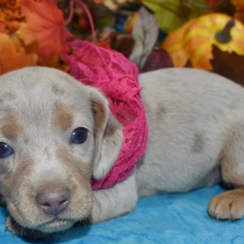 AKC Isabelle tan cream dapple blue eyes smooth coat mini dachshund puppies for sale near me.