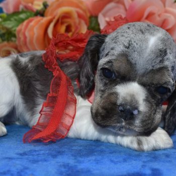 AKC blue tan Parti Merle American cocker spaniel puppies for sale near me.
