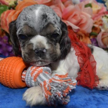 AKC-Champ-blue-tan-Parti-Merle-American-cocker-spaniel-puppy4.3