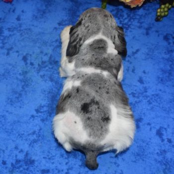 AKC blue tan Parti Merle American cocker spaniel puppies for sale in Colorado