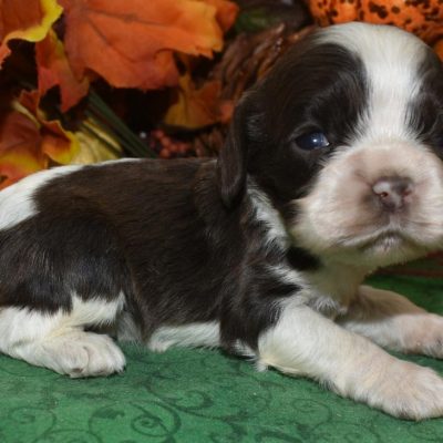 AKC female chocolate irish parti American cocker spaniel puppies for sale near me.