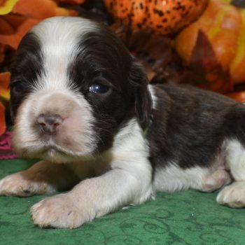 AKC female chocolate parti American cocker spaniel puppies for sale near me.