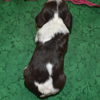 AKC-Cherry-chocolate-irish-Parti-American-cocker-spaniel-puppy3.4