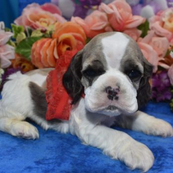 AKC sable tan Parti American cocker spaniel puppies for sale near me.