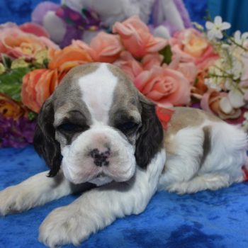 AKC Reputable License American cocker spaniel Breeders in Colorado